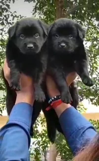 black German Shepherd double coat pair 2 month for sale