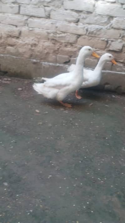 PAPER WHITE BREEDER DUCKS PAIR FOR SALE