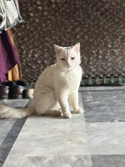 Persian cat female