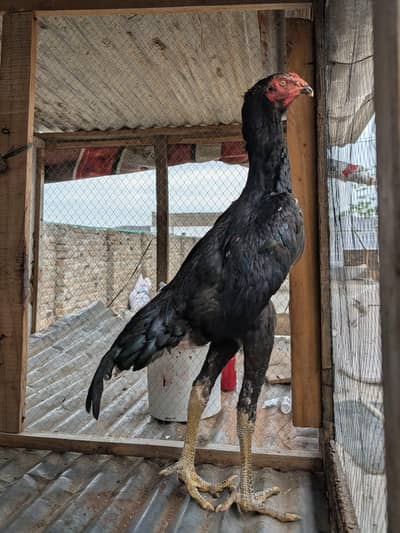 2 jerman o shamo males available