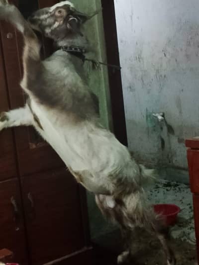 Maine usko ghar mein Pala hai