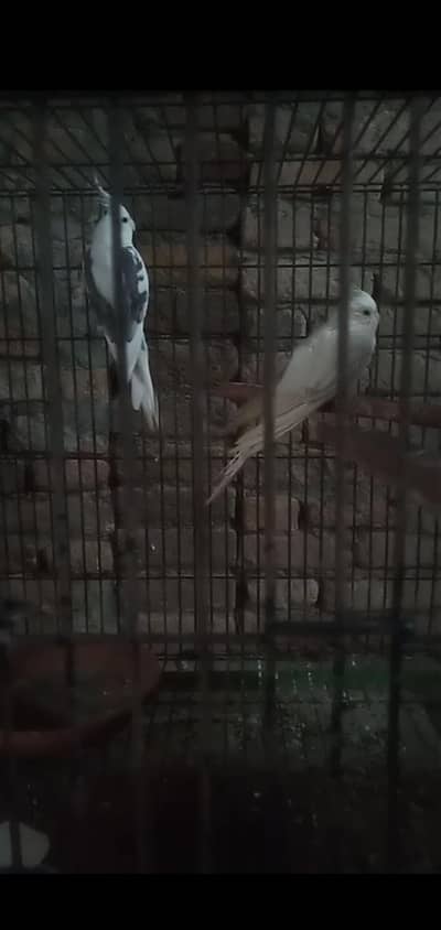 v paid male eno white female breeder pair for sale