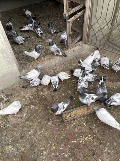 All breeder setup for sale