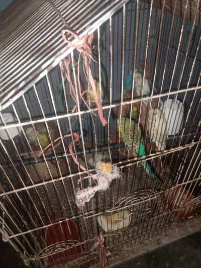 budgie parrot urgent for sale