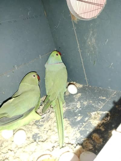 male hand time ha female nahe ha