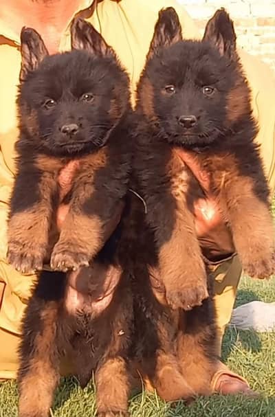 German Shepherd puppy for sale