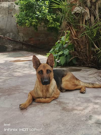 German shepherd female