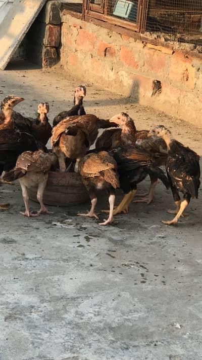 Excellent quality pakistani aseel chicks