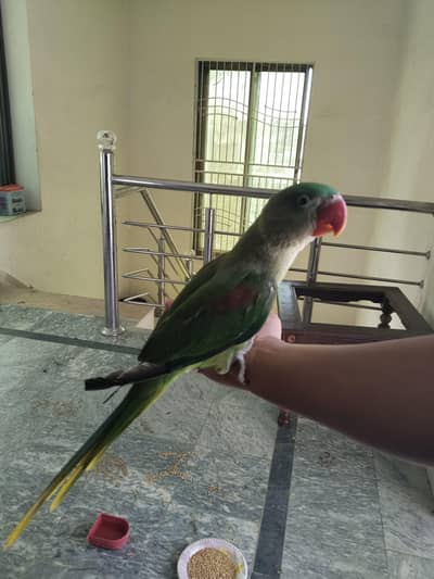 Parrot | Green Parrot | High Quality Parrots | Parrots For Sale