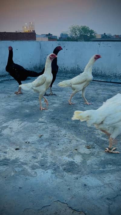 White Shamo /Black Shamo fimale only call 03214632511