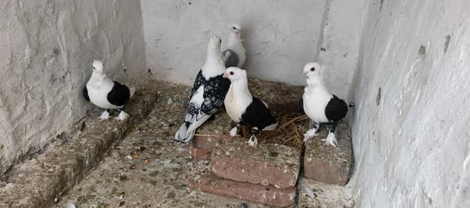 Hogoromo White  ready to first bread pair totel 4pair ha