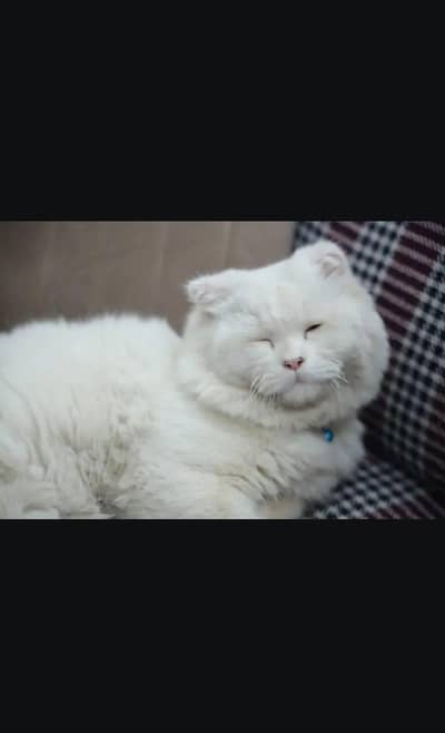 persian cat 03708460124 is number per raabta karna hai