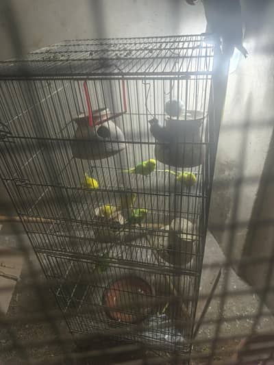 budies and Java pair for sale