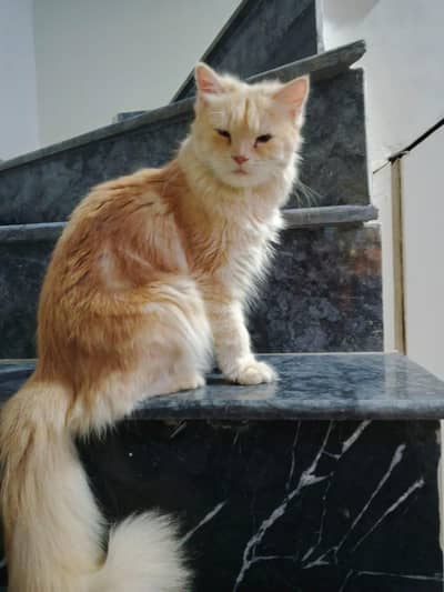 PERSIAN TRIPLE COAT PAIR