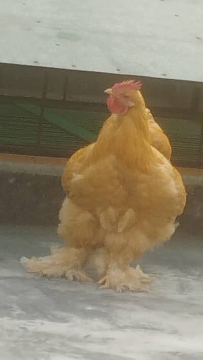 Golden buff for sale male