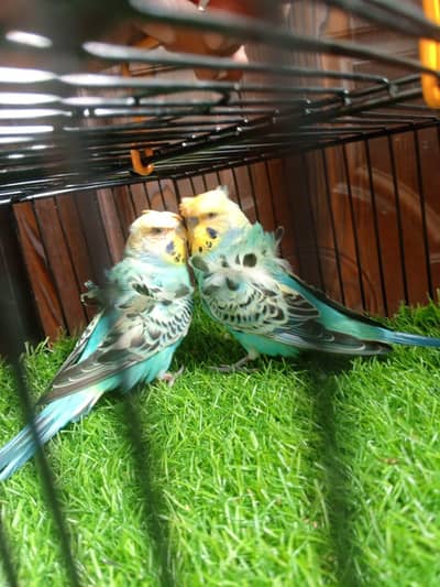 hogoromo  dabale  fllower