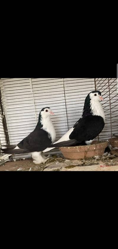 lahori sherazi breeder pair