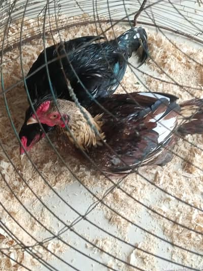 Aseel Mianwali (Home breed)