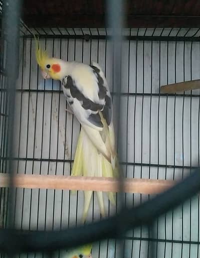 V PIED COCKATIEL