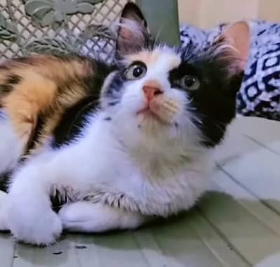 free ma ly jao Ghar ma hifazat k liye jaga nhi 2 bachy b sat ha