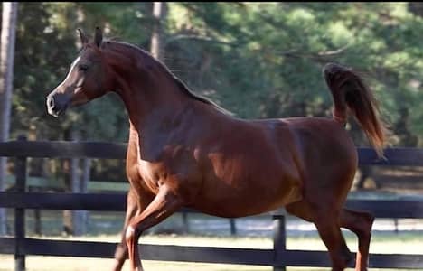 Pure arabic horse |  Pragnent mare| pedigree horses for sale|gbn ghori