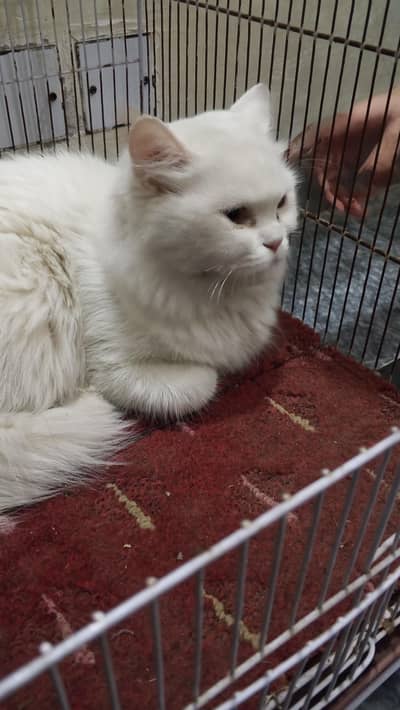 1 Year Old Female Cat for Sale / Exchange – Healthy & Friendly