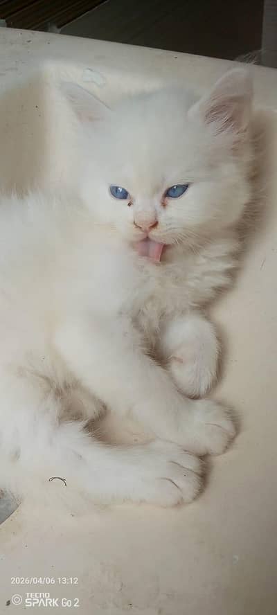 Adorable Persian kittens