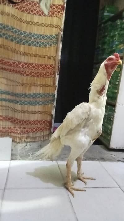 shamo aseel white boska