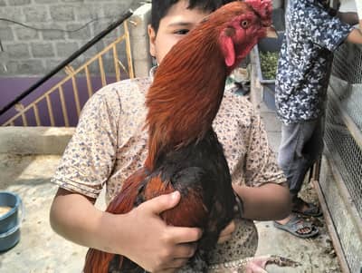 ASEEL MIANWALI MURGA FOR SALE