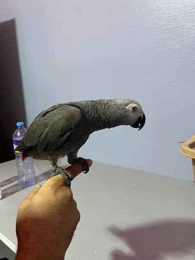 Amazon parrot grey connect 03434057183