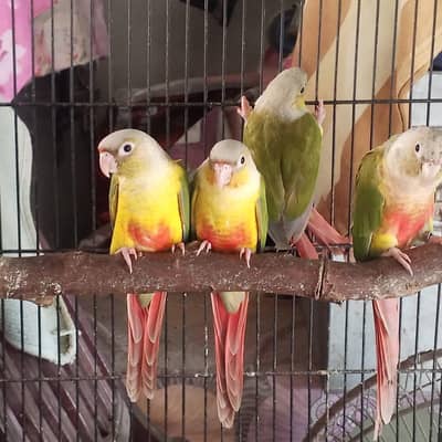 SELF CHICKS PINEAPPLE CONURE RED FACTOR