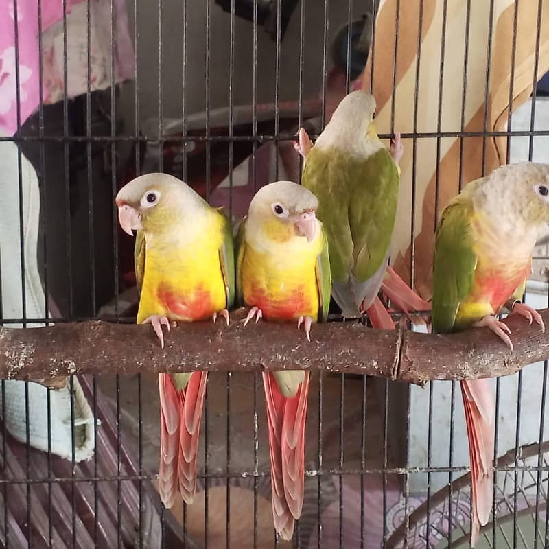 SELF CHICKS PINEAPPLE CONURE RED FACTOR 1