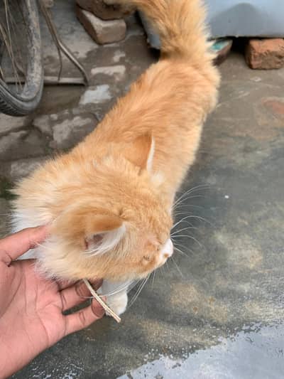 Double Coated Cat for sale