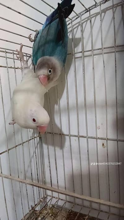 albino red i pair available