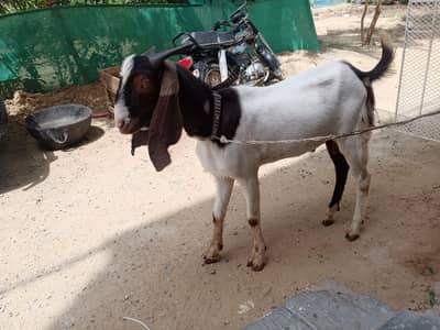 punch khasi bakra 4 dant