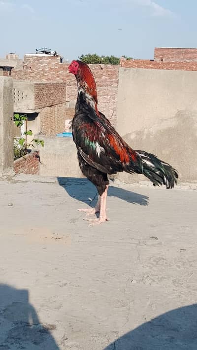 Burmi Cross Murga For Sale