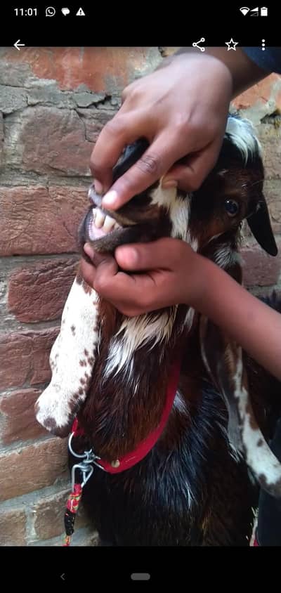 dasi bakra qurbani 2dant