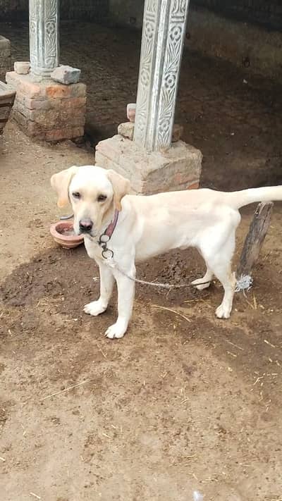 Healthy Labrador Dog Urgent for Sale