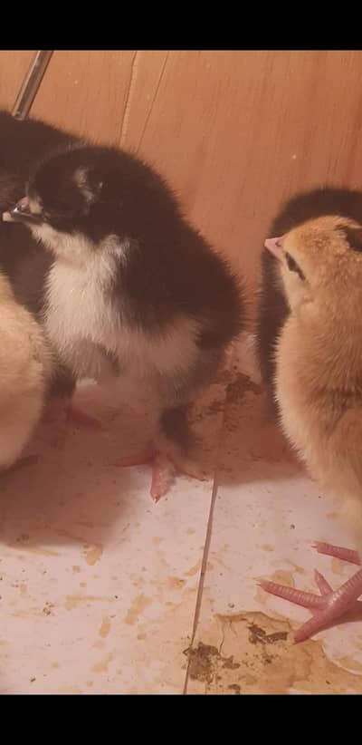 Black Brahma chicks