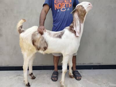 2 Dant Bakra for Qurbani