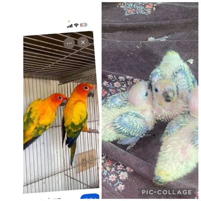 Sunconure red factor chicks and cocltails chicks