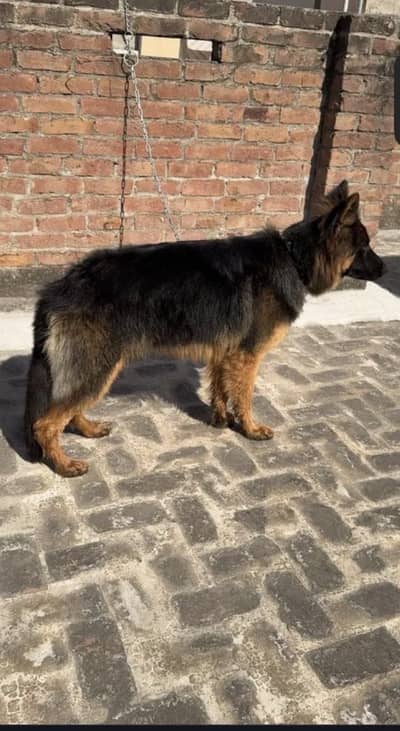 German shepherd