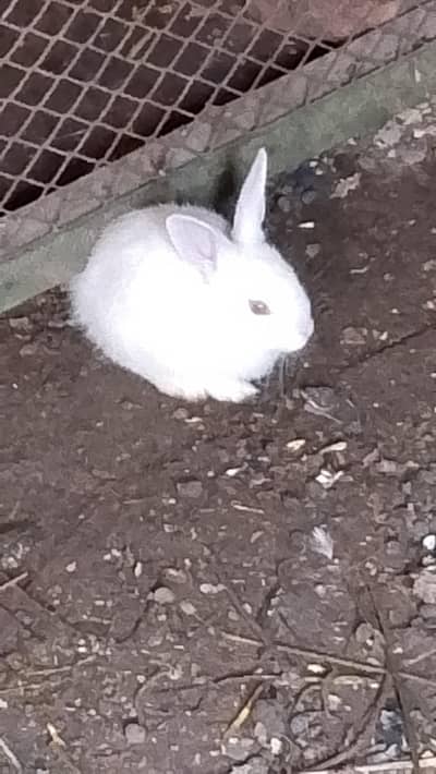 mil femal dono mil jygy full size price dono mein 1500 khany waly