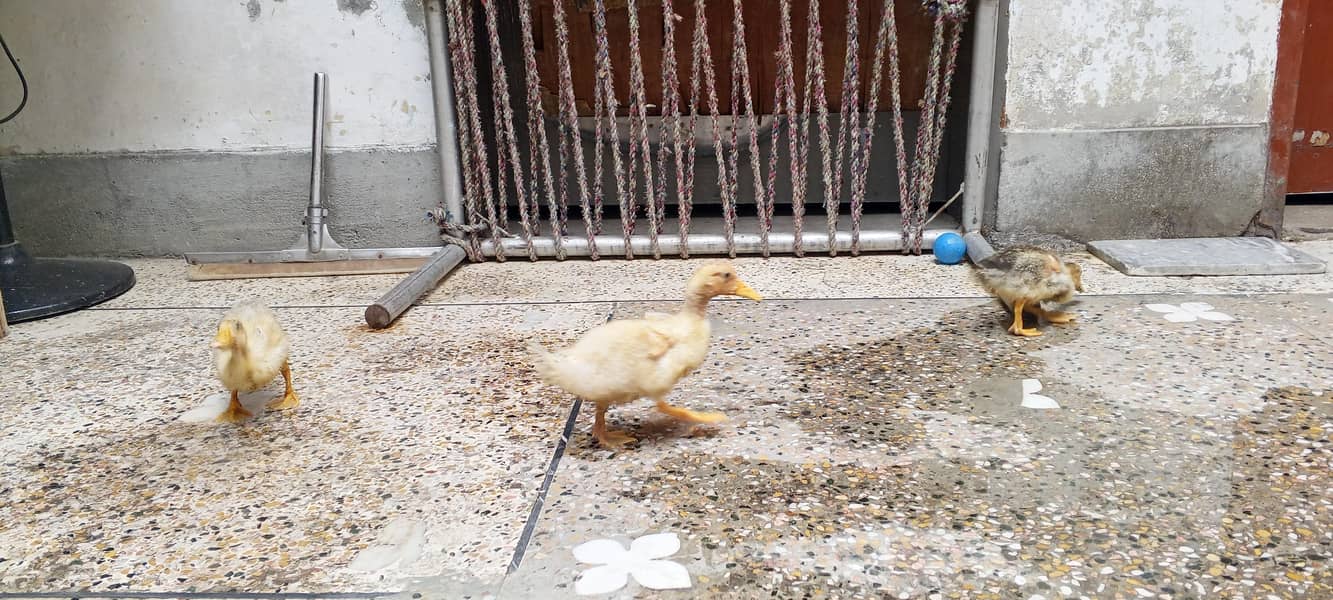 ducklings 1