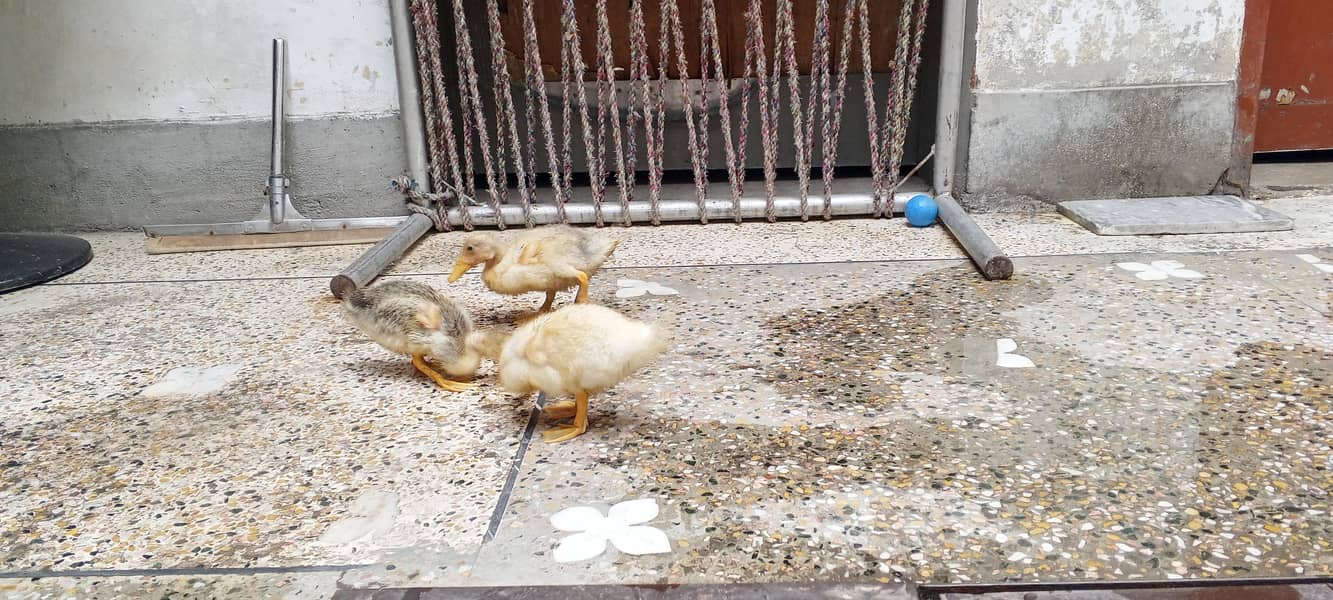 ducklings 3