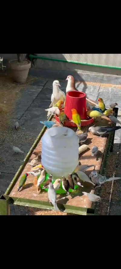 love bird setup for sale