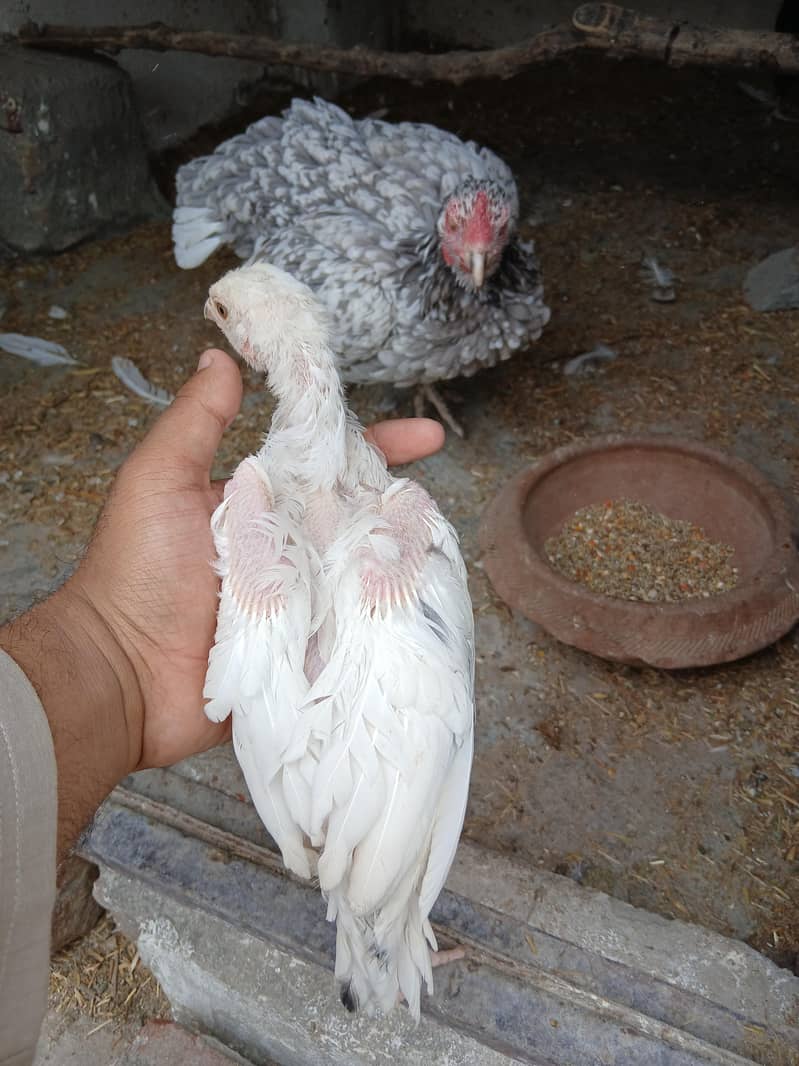 Aseel Chicks 2