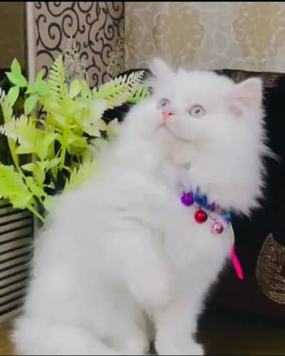 Persian cat triple code white colour for sale urgent Carbo available