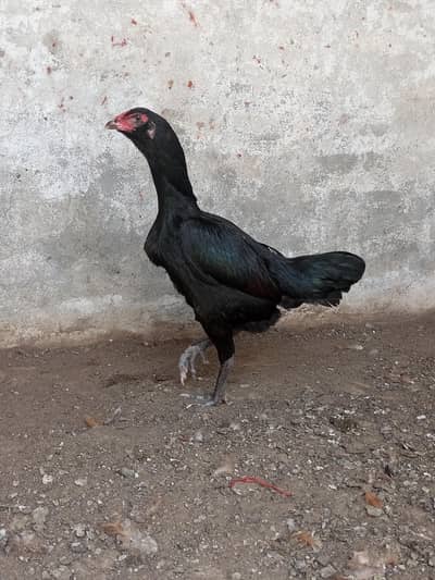 Quality Madi (call) 03044732705