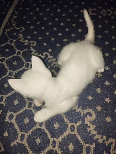 Persian cat single kot
